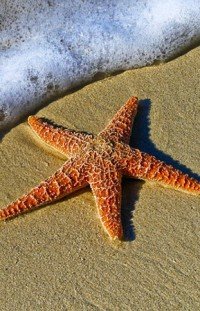 estrella de mar en la arena