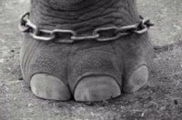 pata de elefante con una cadena